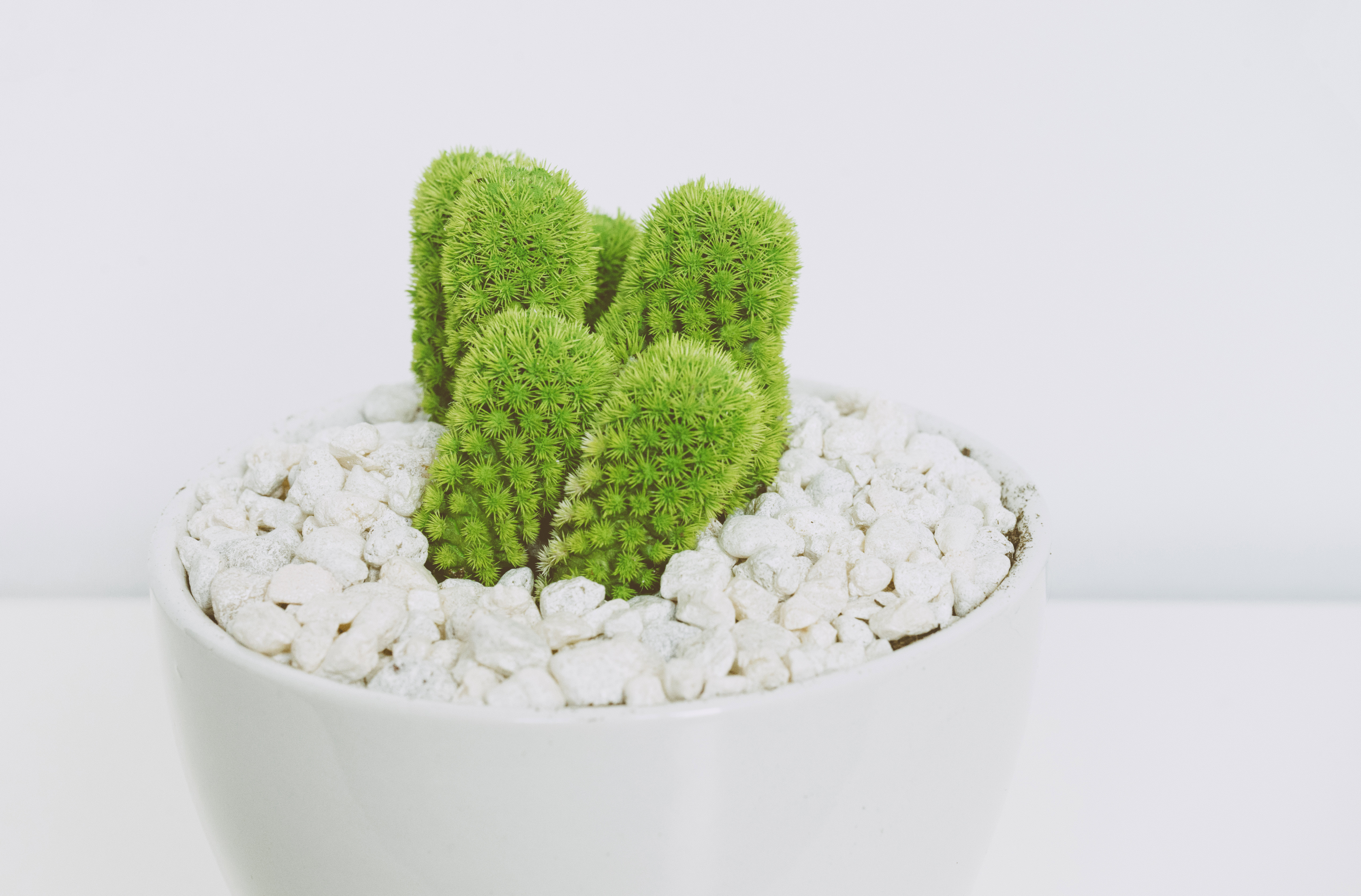 plant-1